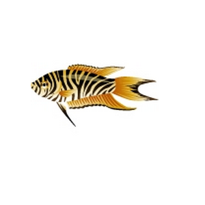 ZebraParadiseFish